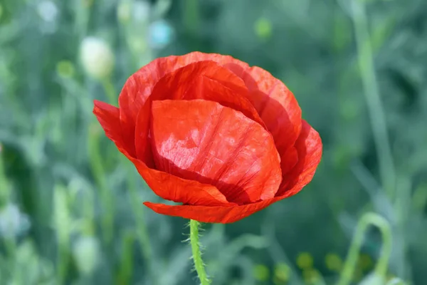 Red Poppy Flower Closeup — Stock Photo, Image