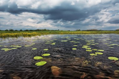 Sazlıklarla nehir kıyısında fırtına bulutları.