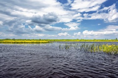 Nehir kıyısında güneşli bir gün. Reed, ağaçlar ve mavi gökyüzü bulutlarla kaplı..