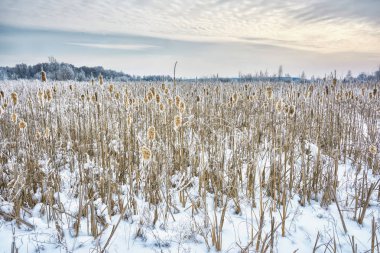 Gün batımında akşam kış manzarası. Karlı alan, arka planda kırağı ile kaplı kamışı.