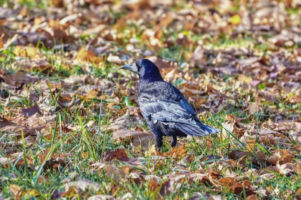 Raven Midst Fallen Leaves Autumn Park — Stock Photo, Image