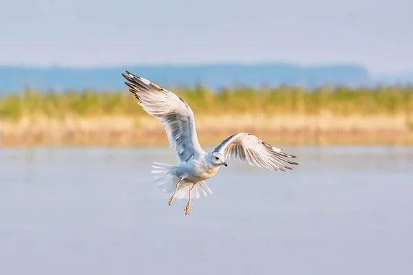 Чайка Літає Над Озером — стокове фото