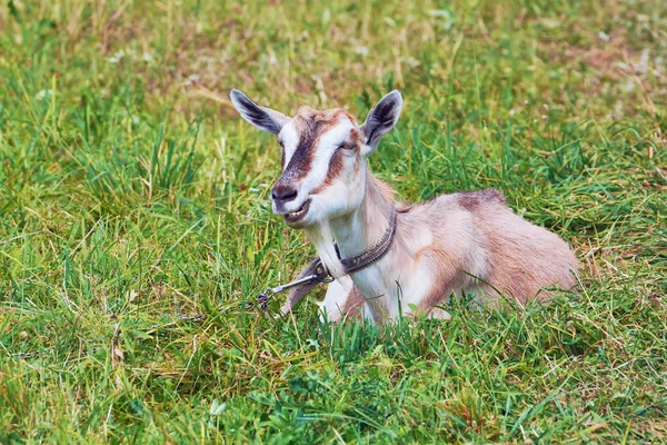 Bir Çayır Keçi Zinciri Perçinli Oturur — Stok fotoğraf