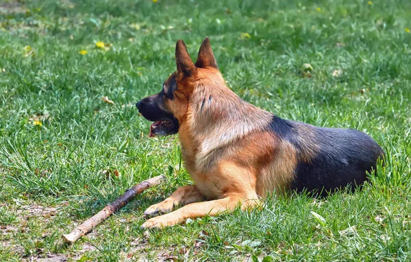 Cão Com Vara Closeup — Fotografia de Stock