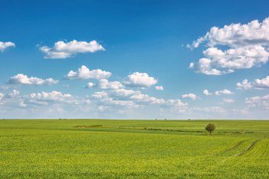 Manzara - gökyüzü ve bulutlarla kaplı çayırlar.