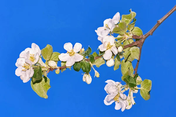 Apple Blossoms White Flowers Background Blue Sky — Stock Photo, Image