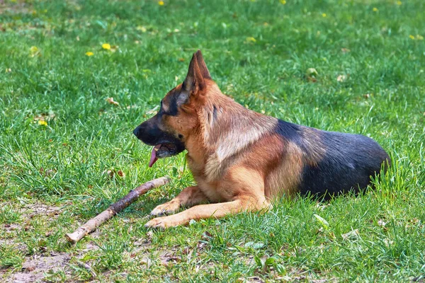 Sopalı Köpek Çimlerin Üzerinde — Stok fotoğraf