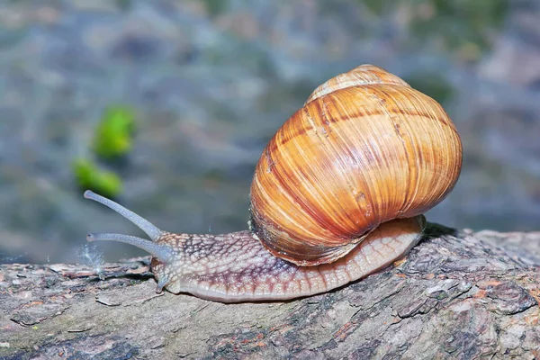 Escargot Sur Arbre Gros Plan — Photo