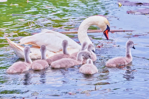 Cisne Con Cisnes Jóvenes Agua Cerca — Foto de Stock