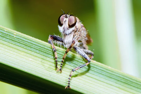 Gadfly Grama Closeup — Fotografia de Stock