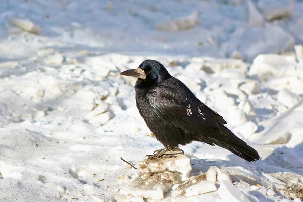 Black Crow White Snow — Stock Photo, Image