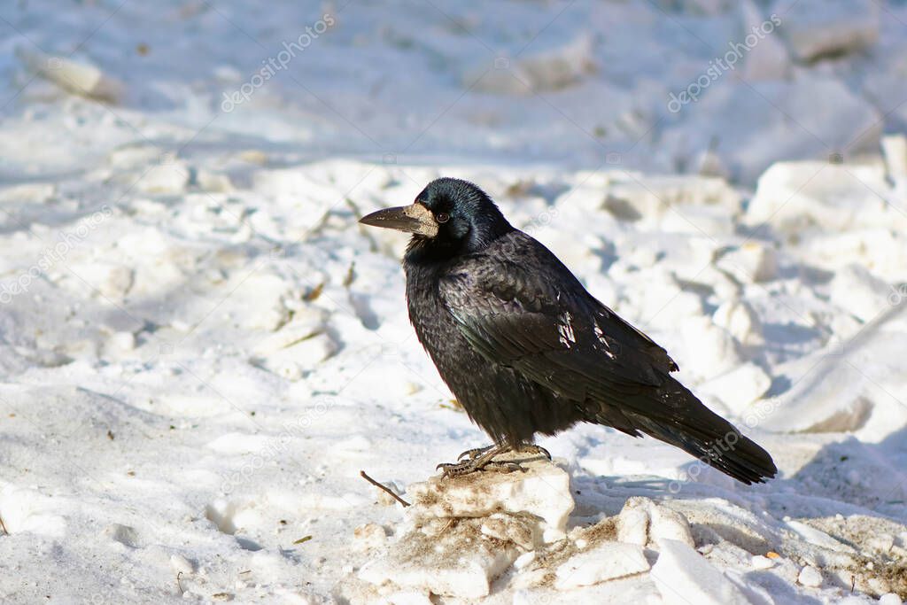 Black crow on white snow.