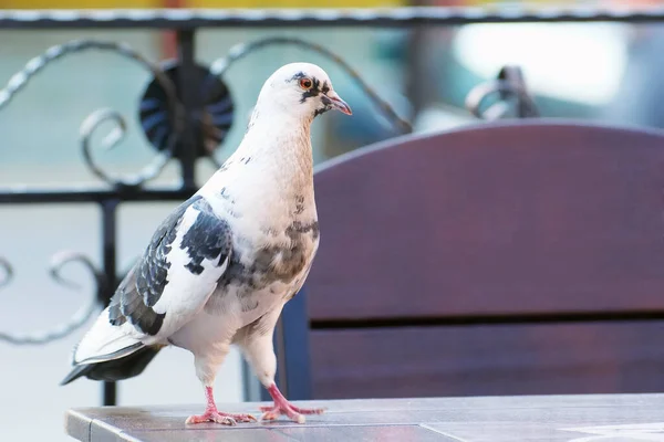 Pigeon Table Summer Cafe — Stock Photo, Image