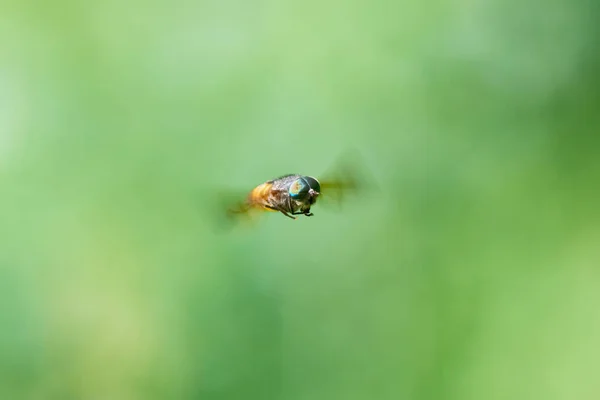Insecte Dans Air Gros Plan — Photo