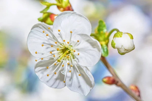 Třešňové Květy Zavřít — Stock fotografie