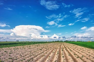 Kırsal alan - üzerlerinde gök gürültüsü bulutları olan çayırlar.