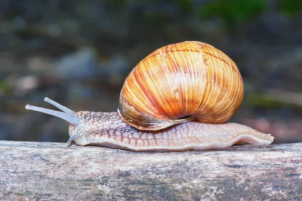 Escargot Rampant Sur Arbre — Photo