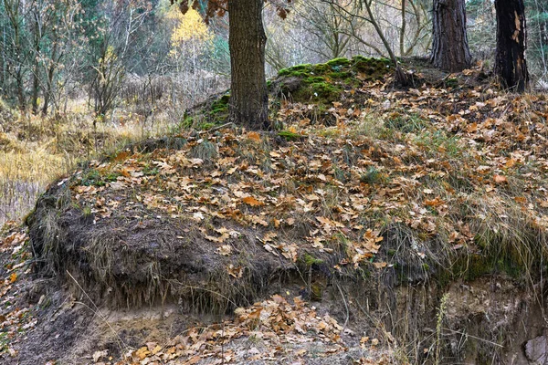 Landschaft Abend Wald — Stockfoto