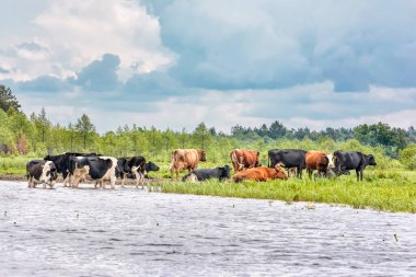 Nehrin kıyısında kırmızı ve siyah inekler ve üzerlerinde fırtınalı bir gökyüzü..