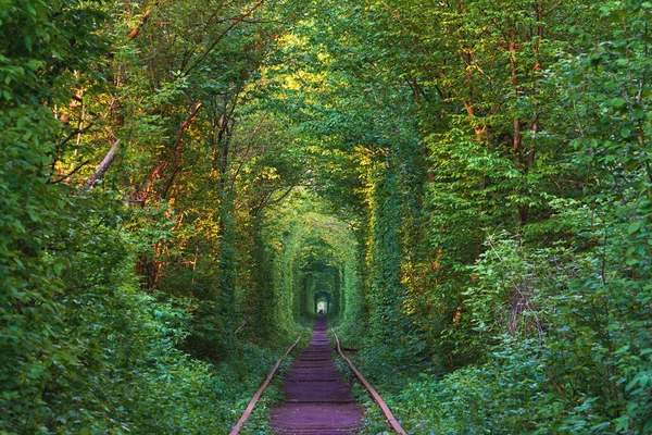 Verdadera Maravilla Natural Túnel Amor Creado Partir Árboles Largo Del —  Fotos de Stock