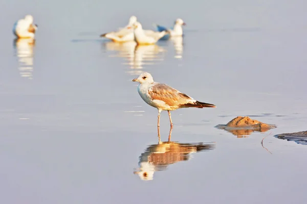 Seagull Walking Lake Reflected Water — Stock Photo, Image