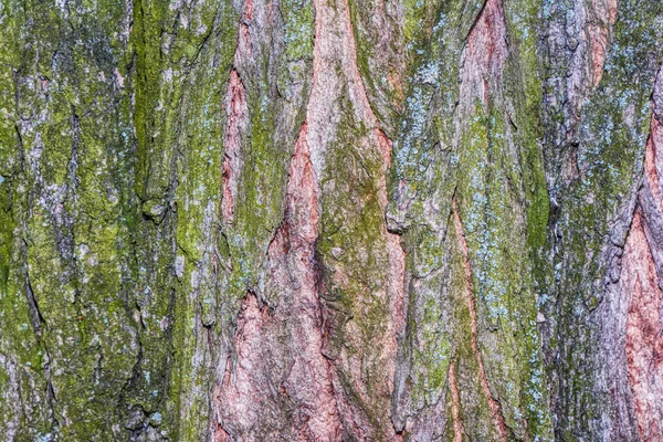Koyu kenarlı bir ağaç kabuğu..