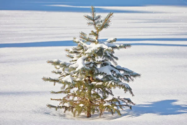 Petit Arbre Dans Neige — Photo