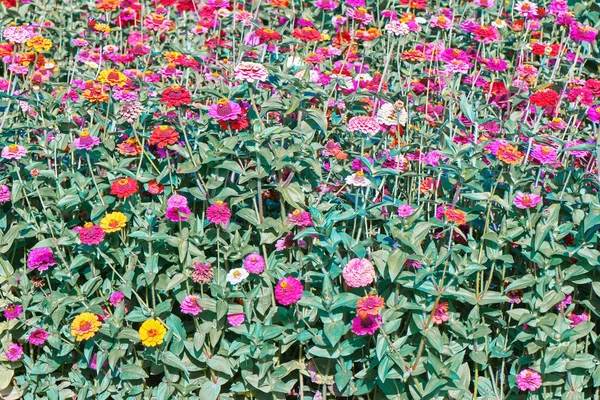 Természetes Háttér Virágok Különböző Színű — Stock Fotó