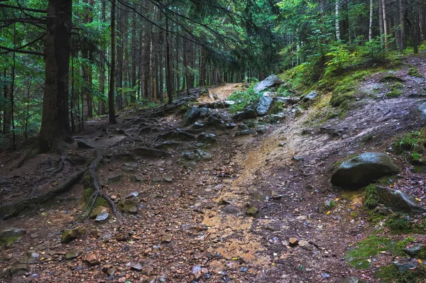 Bosque Montañoso Rocas Musgo Suelo —  Fotos de Stock