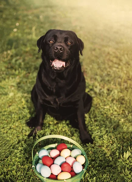 Cão Sentado Por Cesta Com Ovos Páscoa Grama — Fotografia de Stock