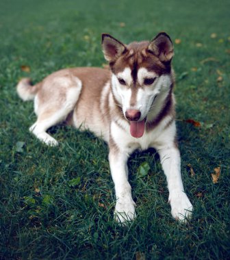 Parkta köpek yakın çekim