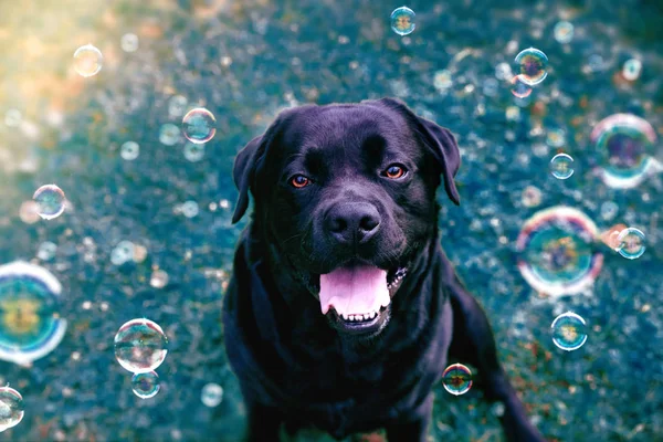 Close Cão Parque — Fotografia de Stock