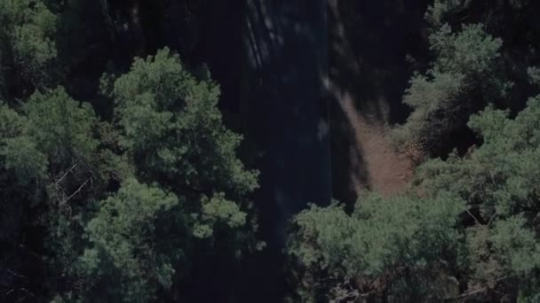 Aerial Top View Forest Road Top View Pine Trees Summer — Stock Video