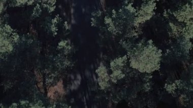 Orman yolu havadan üstten görünüm. Çam ağaçlarının Yaz, üstten görünüm. Gününde hava çekim orman