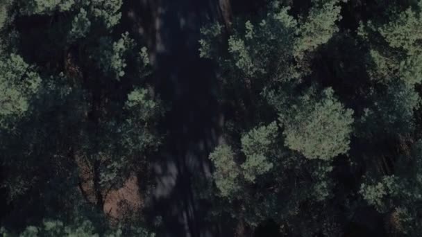 Luchtfoto Bovenaanzicht Van Bos Weg Bovenaanzicht Van Pijnbomen Zomer Luchtfoto — Stockvideo