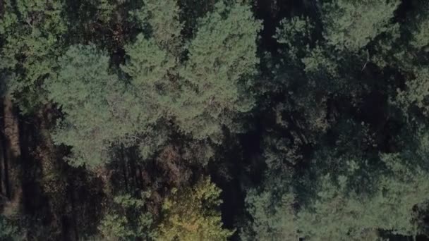 Vue aérienne du dessus de la route forestière. Vue de dessus des pins en été. Forêt de tir aérien le jour 