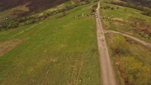 秋に空撮カルパティア取付け 取付道路 カルパチア性質はトウヒします 空撮ウクライナのカルパチア村 羊の群れ — ストック動画