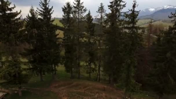 Вид Воздуха Карпатские Крепления Осенью Карпатская Природа Подъездная Дорога Ели — стоковое видео