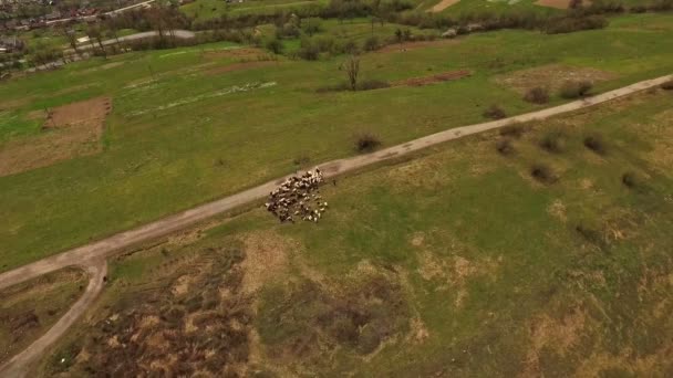 秋に空撮カルパティア取付け 取付道路 カルパチア性質はトウヒします 空撮ウクライナのカルパチア村 羊の群れ — ストック動画