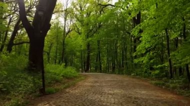 Hava parkının baharda çekim. Orman yolları, orman yolu, taş döşeli yollar, çim, köknar ve oaks