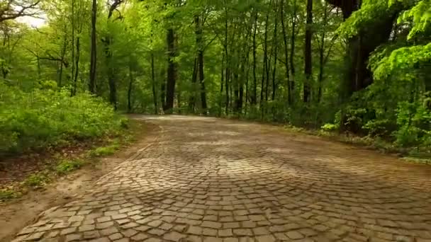 Tiro Aéreo Parque Primavera Caminhos Florestais Trilha Florestal Caminhos Pavimentados — Vídeo de Stock