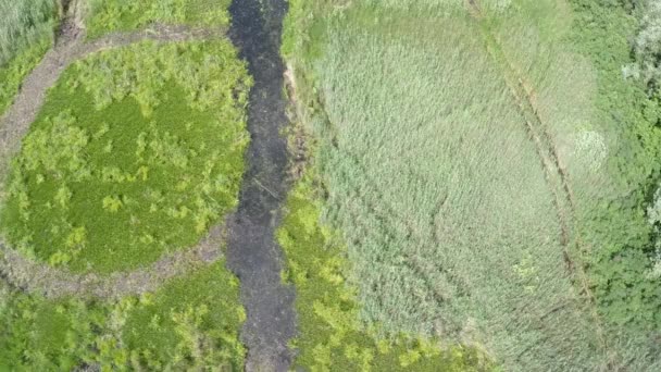 ウクライナのドニエプル川で空中撮影湿地 — ストック動画