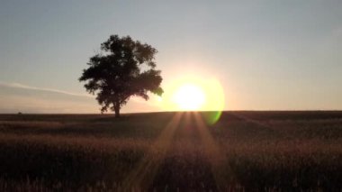 Günbatımı Avrupa doğa manzara alanında ağaç bulutlar, olmadan hava uçan buğday alanın üzerinde. Ukrayna doğa