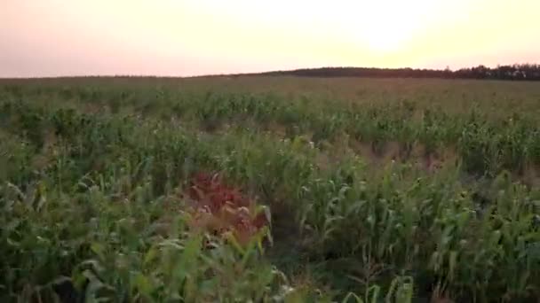 夕焼け雲 ヨーロッパの自然景観なしにトウモロコシ畑の上を飛んで空中 — ストック動画