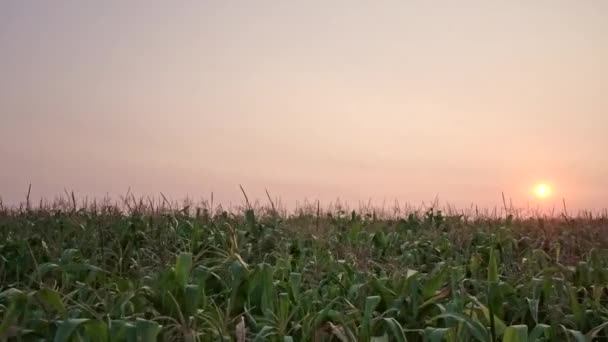 Terbang Atas Ladang Jagung Saat Matahari Terbenam Tanpa Awan Pemandangan — Stok Video