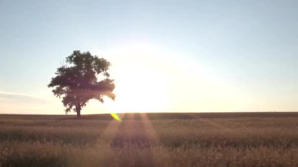 Εναέρια Πετώντας Πάνω Από Πεδίο Σιτάρι Στο Ηλιοβασίλεμα Χωρίς Σύννεφα — Αρχείο Βίντεο