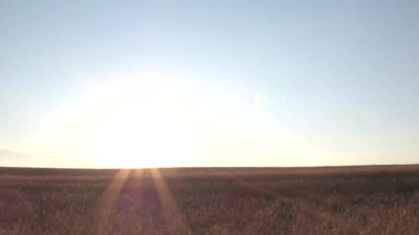 Εναέρια Πετώντας Πάνω Από Πεδίο Σιτάρι Στο Ηλιοβασίλεμα Χωρίς Σύννεφα — Αρχείο Βίντεο