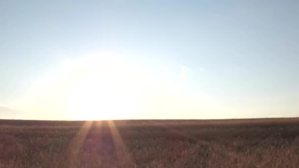 Aerial Flying Wheat Field Sunset Clouds European Nature Landscape Tree — Stock Video