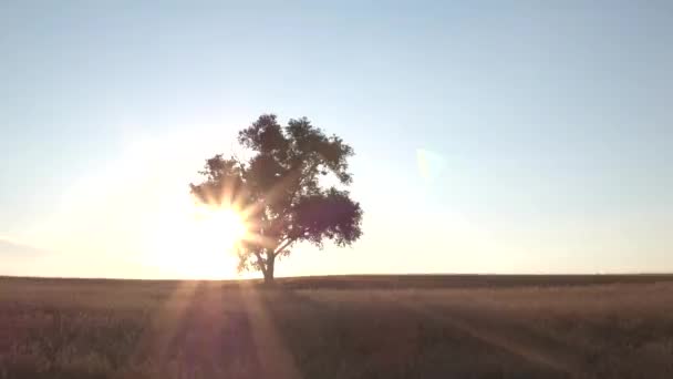 Aerial Flying Wheat Field Sunset Clouds European Nature Landscape Tree — Stock Video