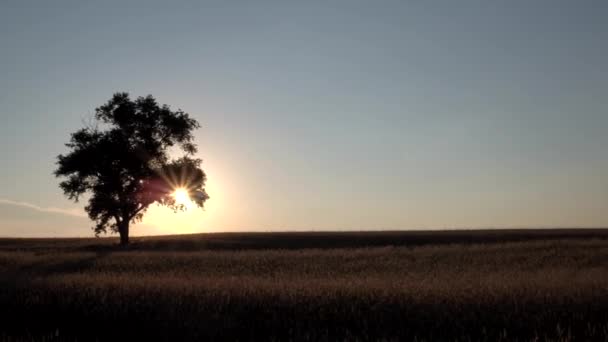 Aerial Flying Wheat Field Sunset Clouds European Nature Landscape Tree — Stock Video